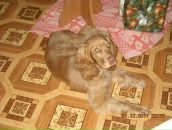 Игорь Горох фотография #33 (источник - https://vk.com/id6322143)