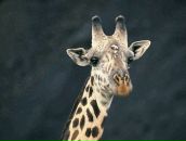 Фотография Никифорова Алексея