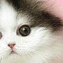 Viki @@@@@@@@@ фотография #6 (источник - https://vk.com/id141663195)