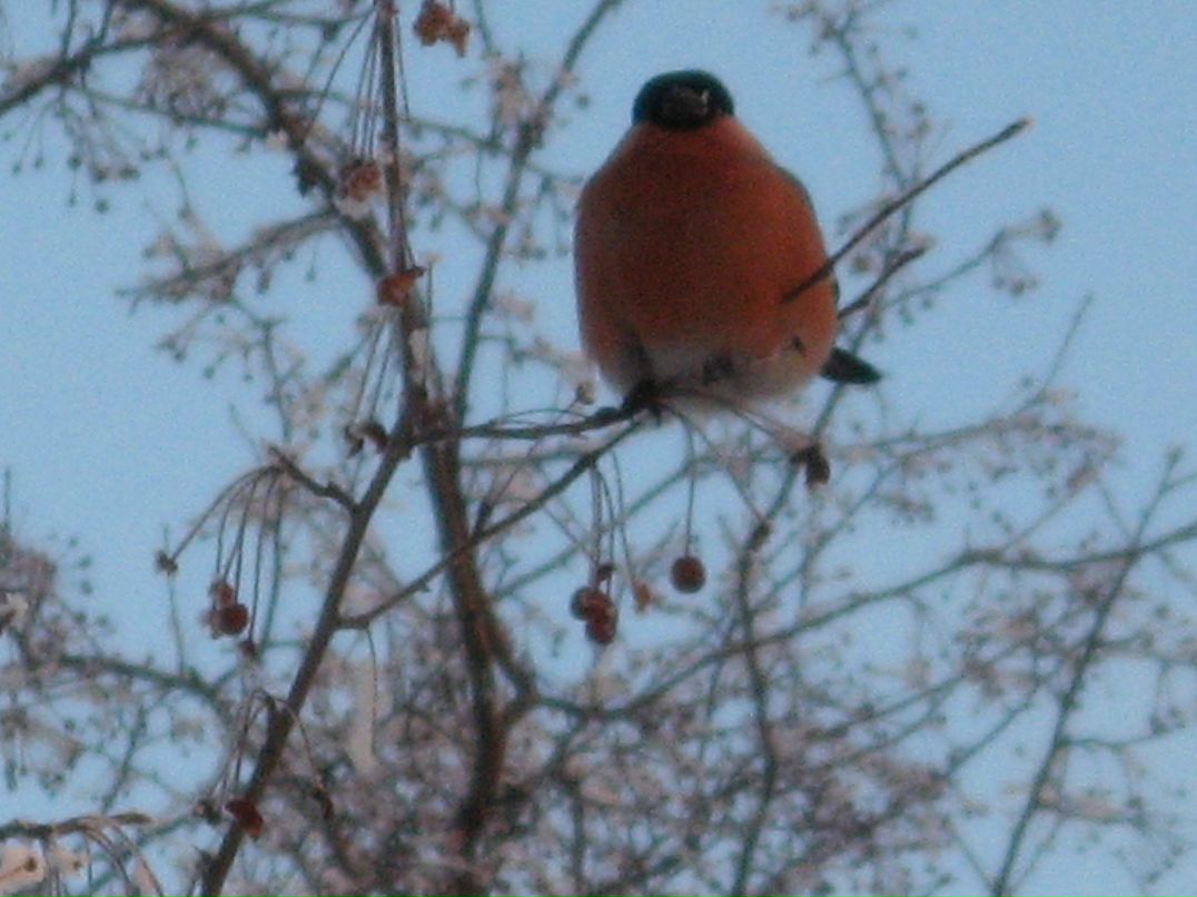 Александр Мищенко фотография #8