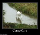 Фотография Рыжий Кот