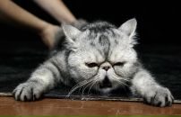 Фотография Максимовой Екатерины