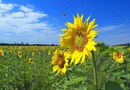 Єва Антонова фотография #33 (источник - https://vk.com/id140761851)