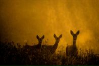 Фотография Приказчиковой Юли