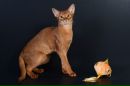 Фотография Кошки Абиссинские