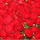 Софія Іванчишин фотография #34 (источник - https://vk.com/id107566343)