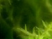 Аня Хасанова фотография #20 (источник - https://vk.com/id231013)