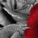 Віола Біро фотография #27 (источник - https://vk.com/id141870874)