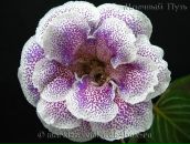 Фотография Рассказовой Светланы