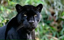 Фотография Волковой Елены