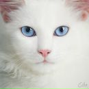 Фотография Балашкиной Екатерины