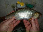 Віктор Назарчук фотография #6 (источник - https://vk.com/id13627989)