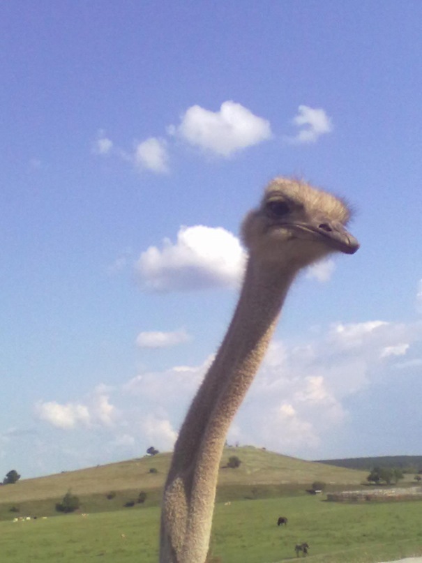 Сергей Трубицын фотография #15