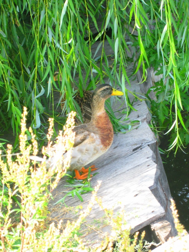 Ольга Гребенникова фотография #4