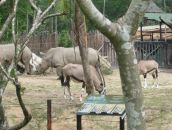 Ігор Пеняк фотография #29 (источник - https://vk.com/id15163062)