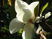 Фотография Шейкиной Елены