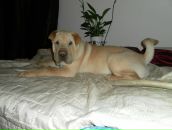 Ростік Худик фотография #39 (источник - https://vk.com/id87017695)