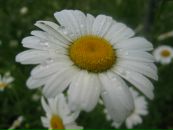 Саша Пінтя фотография #45 (источник - https://vk.com/id159144268)
