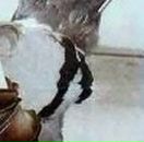 Надія Човган фотография #25 (источник - https://vk.com/id132135633)