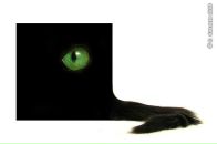 Фотография Maximus Макса