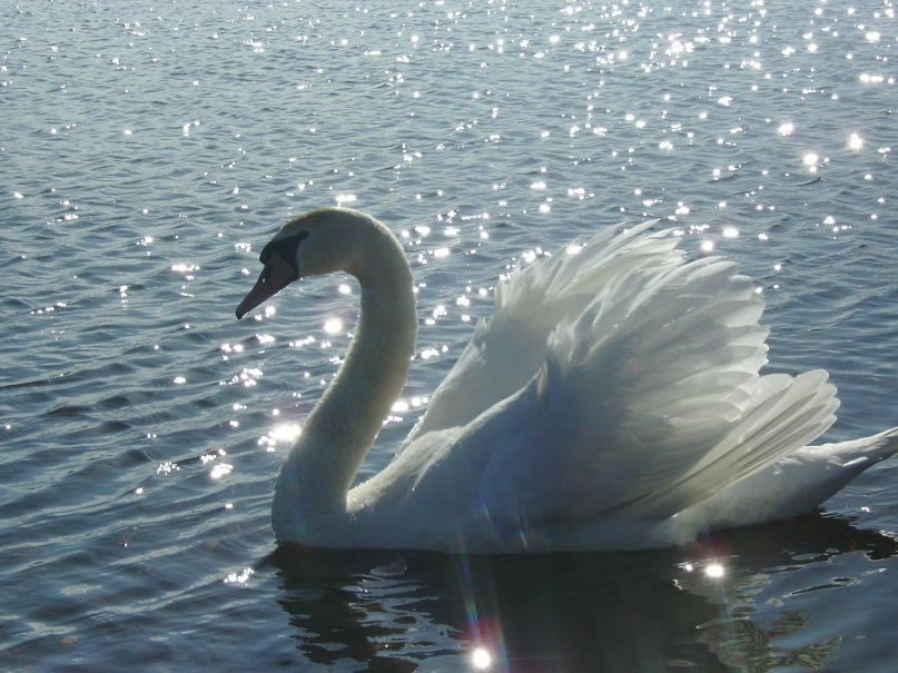 Натали Чепур фотография #46