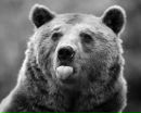 Фотография Софронова Вадима