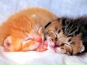 Фотография Садртдиновой Эльзы