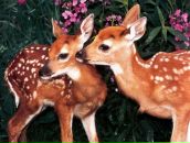 Фотография Neronova Stella