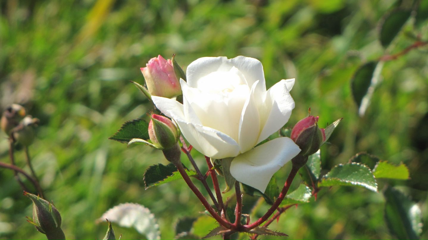 Елена Душка фотография #40