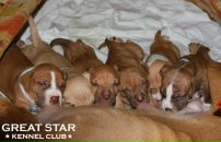 Андрюша Молодец фотография #38 (источник - https://vk.com/id692177)