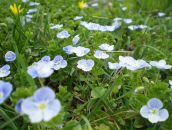 Світланка Маркович фотография #15 (источник - https://vk.com/id84053298)