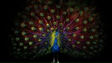 Дініс Нетрибійчук фотография #22 (источник - https://vk.com/id86334116)