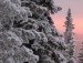 Галина Білоконь фотография #46 (источник - https://vk.com/id135539989)