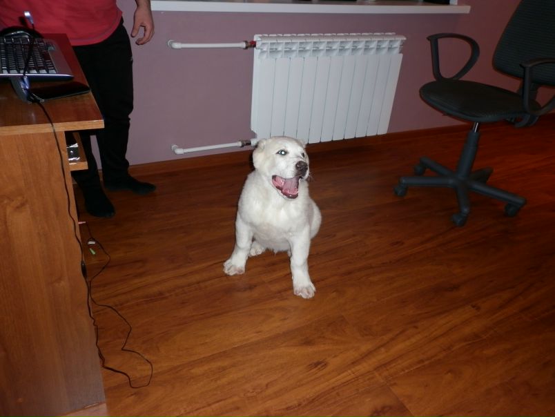 Maestro Don фото №9