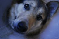 Фотография Нецветаевой Янны