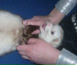 Фотография Миненков Денис