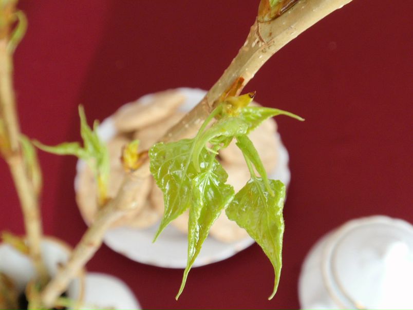 Нелли Маг фото №4