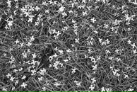 Фотография Георгиевны Екатерины