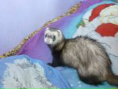 Аліса Спроуз фотография #13 (источник - https://vk.com/id180114603)