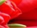 Амина Якубова фотография #22 (источник - https://vk.com/id160318428)