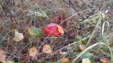 Фотография Плавинской Екатерины