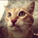 Фотография Голубева Кирилла