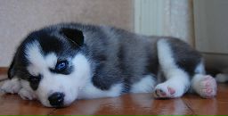 Віктор Сохан фотография #19 (источник - https://vk.com/id15919792)