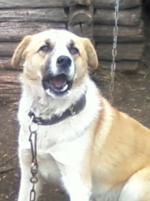 Алексей Степанов фотография #35