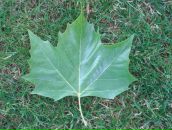 Фотография Abramova Ekaterina