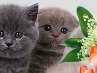 Софія Оверчук фотография #20 (источник - https://vk.com/id157340567)