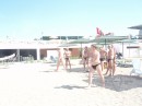 Анатолій Камінський фотография #5 (источник - https://vk.com/id64383796)