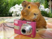 Фотография  