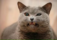 Фотография Семеновой Александры