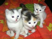 Фотография Хмурковского Романа